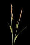 Upright sedge